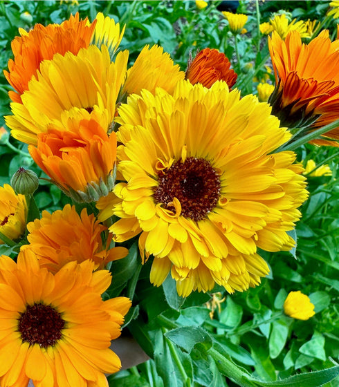 Marigold Pacific Beauty Mix